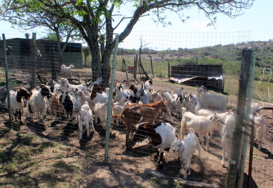 Commercial Property for Sale in Komga Rural Eastern Cape